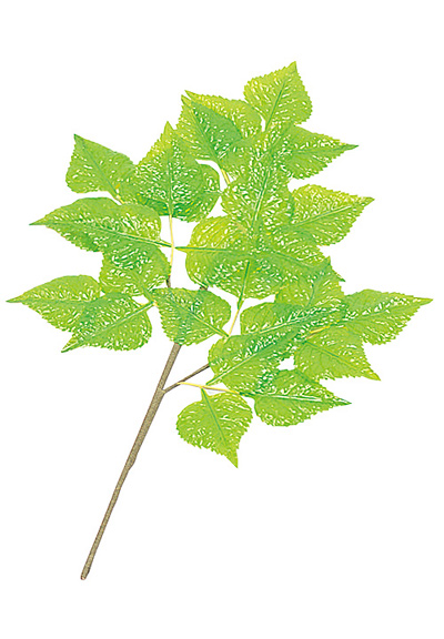 踊り手用手持ち花(しらかば)