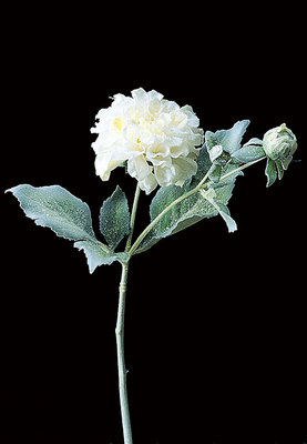 AX64413.jpg