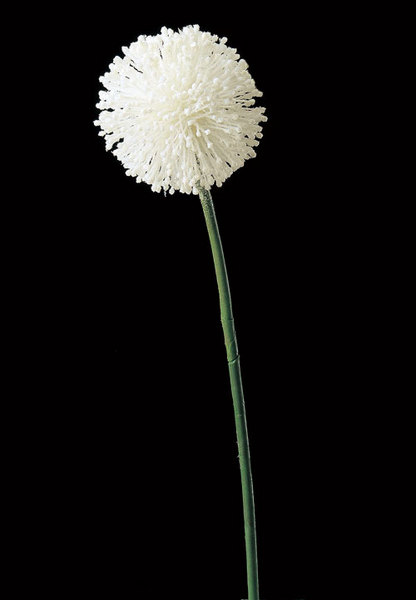 AX65511_001.jpg