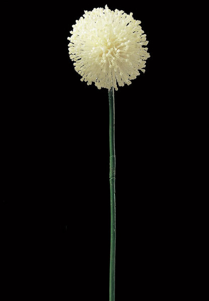 AX65511_011.jpg