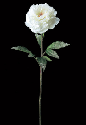 AX65513.jpg