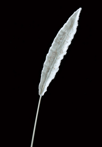 AX65528.jpg