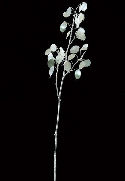 AX65532_001.jpg